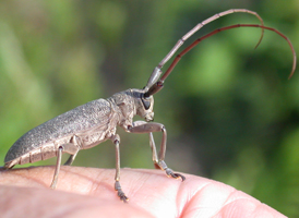 Oak Sapling Borer Oak Sapling Borer